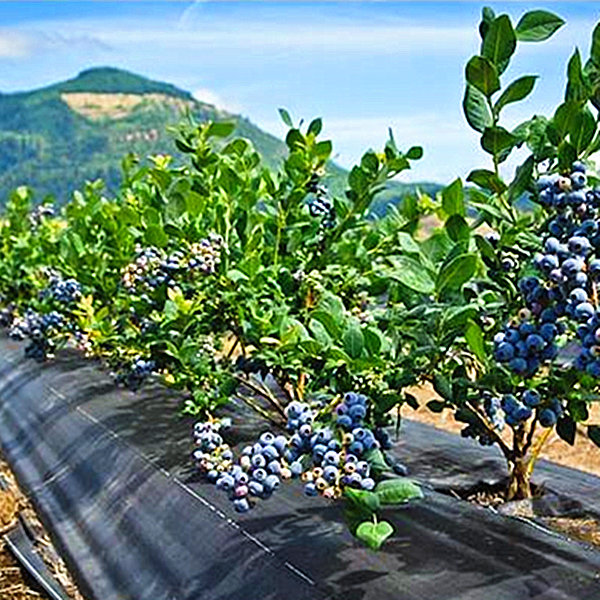 蓝莓种植防草布